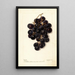 Vitis Merceron - Deborah Griscom Passmore — ingelijst kunstwerk aan de muur