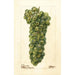 Vitis Sauvignon Vert - Deborah Griscom Passmore — weergave van het kunstwerk