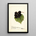 Reproductie van het schilderij Vitis Smiths Improved - Deborah Griscom Passmore