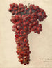 Vitis Sultanina Rosea - Deborah Griscom Passmore — weergave van het kunstwerk