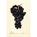 Reproductie van het schilderij Vitis Superbe - Deborah Griscom Passmore
