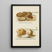 Petit atlas des champignons Pl1 - Delachaux Niestle — framed artwork on a wall