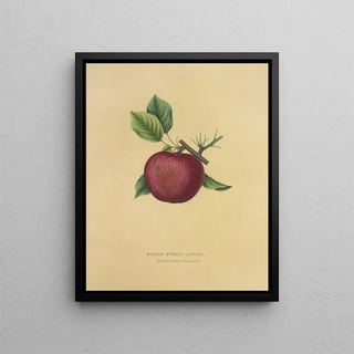 Dellon Marcus Dewey - Baily Sweet Apple.webp
