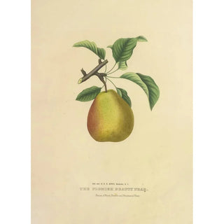 Dellon Marcus Dewey - The Flemish Beauty Pear.webp