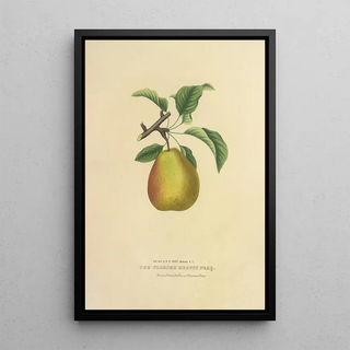 Dellon Marcus Dewey - The Flemish Beauty Pear.webp