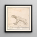 Drievingerige luiaard Bradypus Luijaerd ignavus lunau lai le paresseux - Anselmus Botius de Boodt — ingelijst kunstwerk aan de muur