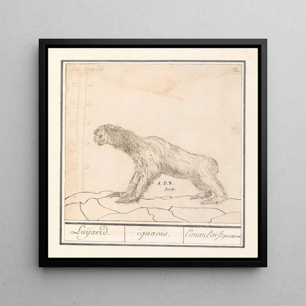 Drievingerige luiaard Bradypus Luijaerd ignavus lunau lai le paresseux - Anselmus Botius de Boodt