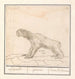Drievingerige luiaard Bradypus Luijaerd ignavus lunau lai le paresseux - Anselmus Botius de Boodt — weergave van het kunstwerk
