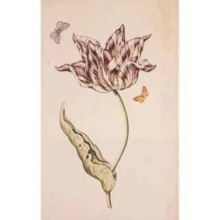 Dutch School - A Purple And White Tulip With Two Moths.webp