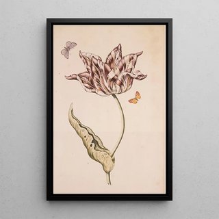 Dutch School - A Purple And White Tulip With Two Moths.webp