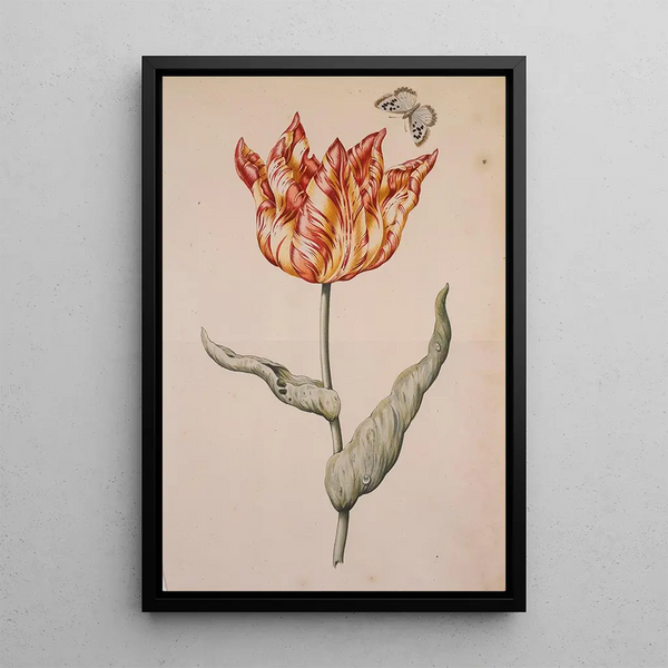 Dutch School - A Tulip With A Butterfly.webp