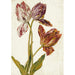 Reproductie van het schilderij Tulpen - Nederlandse School