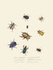 Een overzicht van de natuurlijke geschiedenis van de insecten van Nieuw-Holland Nieuw-Zeeland Pl01 - Edward Donovan — weergave van het kunstwerk