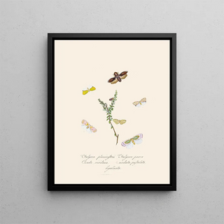 Edward Donovan - An epitome of the natural history of the insects of New Holland New Zealand Pl08.webp