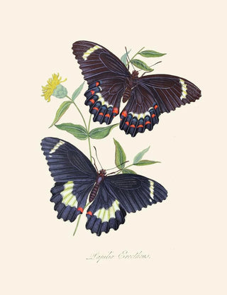 Edward Donovan - An epitome of the natural history of the insects of New Holland New Zealand Pl14.webp