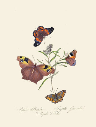 Edward Donovan - An epitome of the natural history of the insects of New Holland New Zealand Pl24.webp