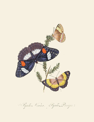 Edward Donovan - An epitome of the natural history of the insects of New Holland New Zealand Pl26.webp