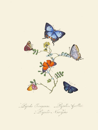 Edward Donovan - An epitome of the natural history of the insects of New Holland New Zealand Pl29.webp