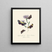 Een samenvatting van de natuurlijke geschiedenis van de insecten van Nieuw-Holland Nieuw-Zeeland Pl31 - Edward Donovan — ingelijst kunstwerk aan de muur