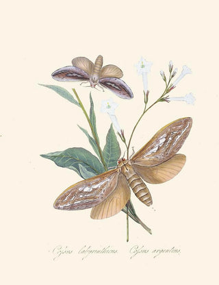 Edward Donovan - An epitome of the natural history of the insects of New Holland New Zealand Pl37.webp
