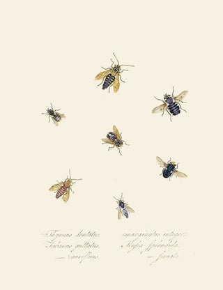 Edward Donovan - An epitome of the natural history of the insects of New Holland New Zealand Pl40.webp