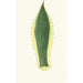 Agave americana - Edward Joseph Lowe — weergave van het kunstwerk