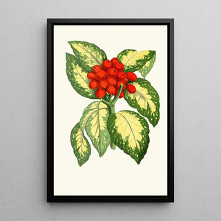 Edward Joseph Lowe - Aucuba Japonica.webp