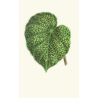 Edward Joseph Lowe - Begonia Daedalea.webp