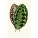 Calathea veitchiana - Edward Joseph Lowe — weergave van het kunstwerk