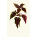 Coleus Verschaffelt - Edward Joseph Lowe — weergave van het kunstwerk