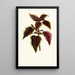 Coleus Verschaffelt - Edward Joseph Lowe — ingelijst kunstwerk aan de muur