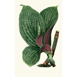 Edward Joseph Lowe - Dichorisandra Mosaica.webp