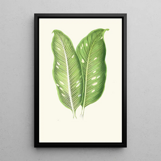 Edward Joseph Lowe - Dieffenbachia Baraquiniana.webp