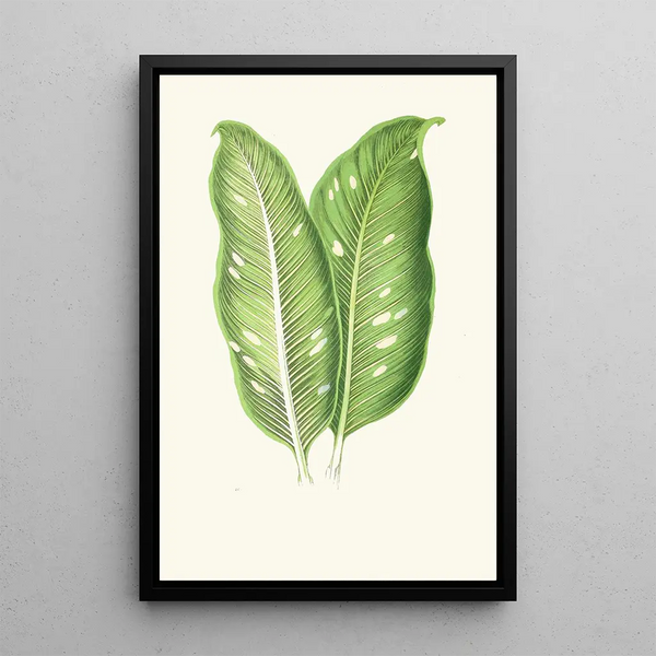 Edward Joseph Lowe - Dieffenbachia Baraquiniana.webp