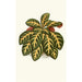 Eranthemum Igneum - Edward Joseph Lowe — weergave van het kunstwerk