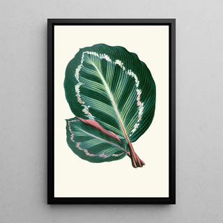 Edward Joseph Lowe - Maranta Illustris.webp