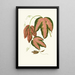 Reproductie van het schilderij Passiflora Trifasciata - Edward Joseph Lowe