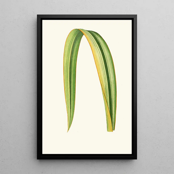 Edward Joseph Lowe - Phormium Tenax.webp