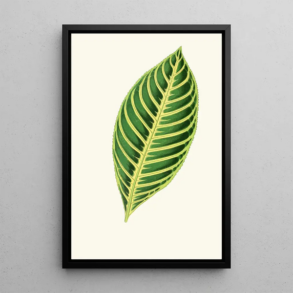 Edward Joseph Lowe - Sanchezia Nobilis.webp