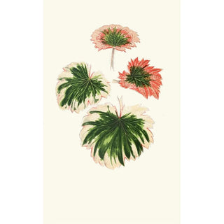 Edward Joseph Lowe - Saxifraga Fortunei.webp
