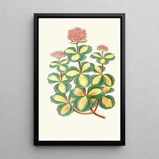 Edward Joseph Lowe - Sedum Sieboldii.webp