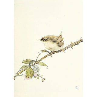 Edward Julius Detmold - The Whitethroat.webp