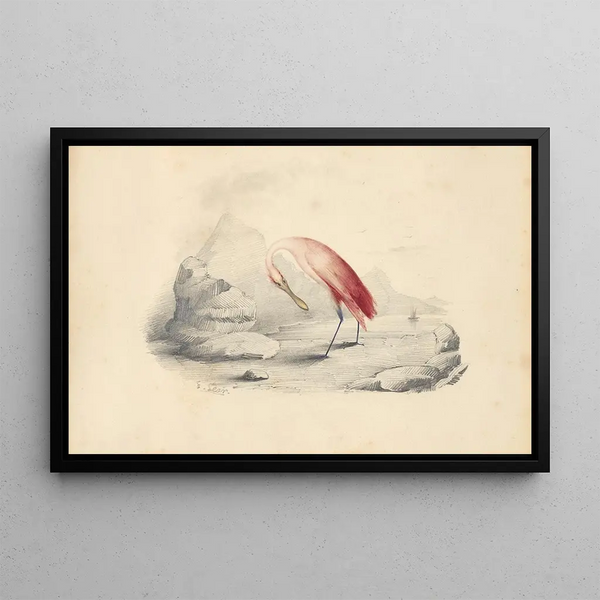 Edward Lear - A flamingo.webp