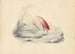 Een roze flamingo - Edward Lear — weergave van het kunstwerk