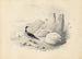Een harlekijn - Edward Lear — weergave van het kunstwerk