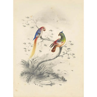 Edward Lear - A pair of parrots.webp