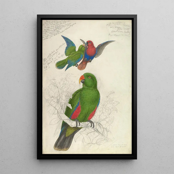 Reproductie van het schilderij Eclectus Roratus Polychloros Kunstdruk - Edward Lear
