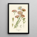 Reproductie van het schilderij Acroclinium roseum - Edward Step