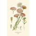 Reproductie van het schilderij Acroclinium roseum - Edward Step