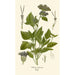 Ageratum coeruleum - Edward Step — weergave van het kunstwerk